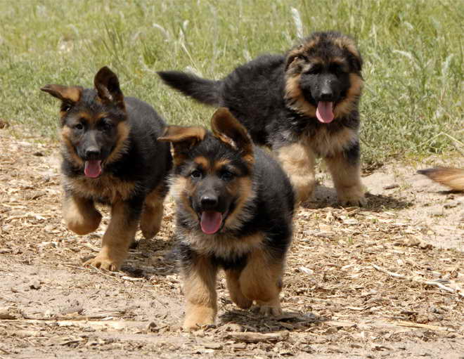 German Shepherd Puppy Ears