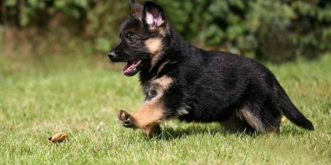 German Shepherd Puppy Facts