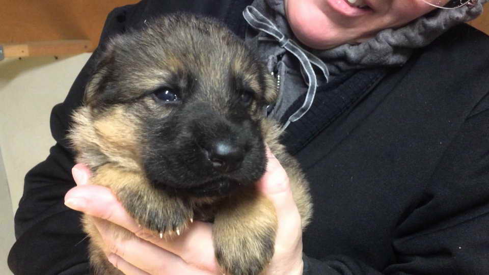 German Shepherd Puppy For Sale In Pa