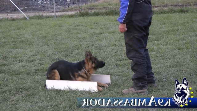 German Shepherd Puppy Obedience Training