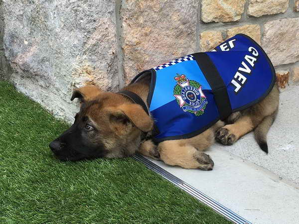 German Shepherd Puppy Police Training