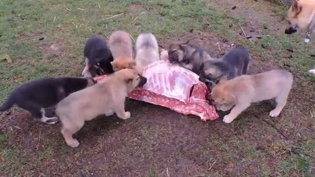 German Shepherd Puppy Raw Diet