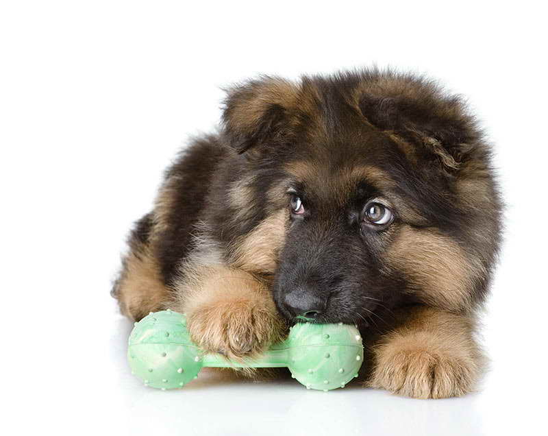 German Shepherd Puppy Toys