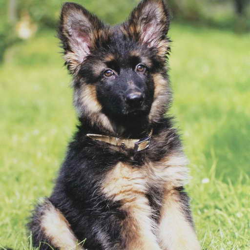 German Shepherd Pups For Adoption