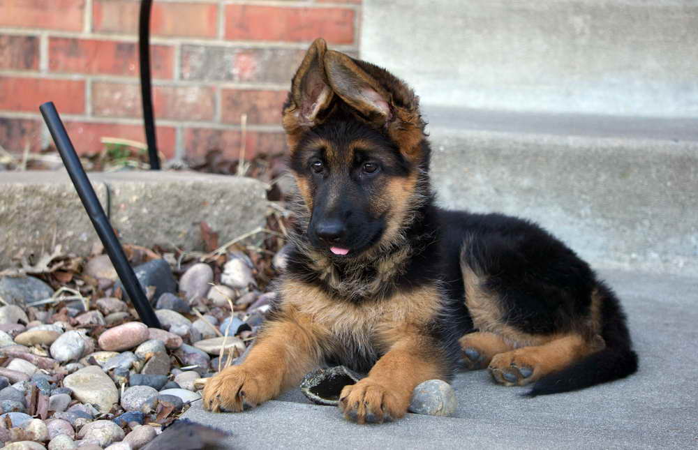 German Shepherd Pups For Sale