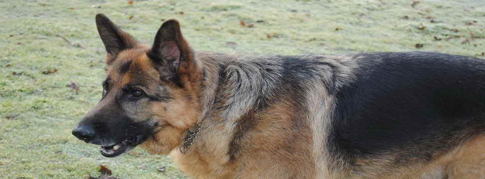 German Shepherd Rehome