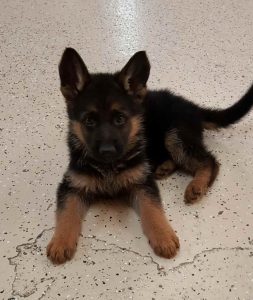 German Shepherd Rescue Arkansas