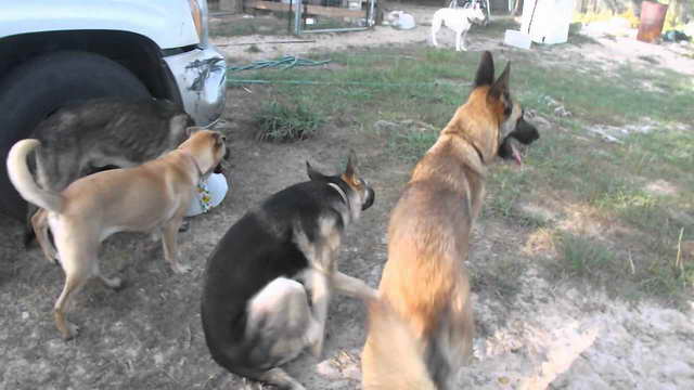 German Shepherd Rescue Central Florida