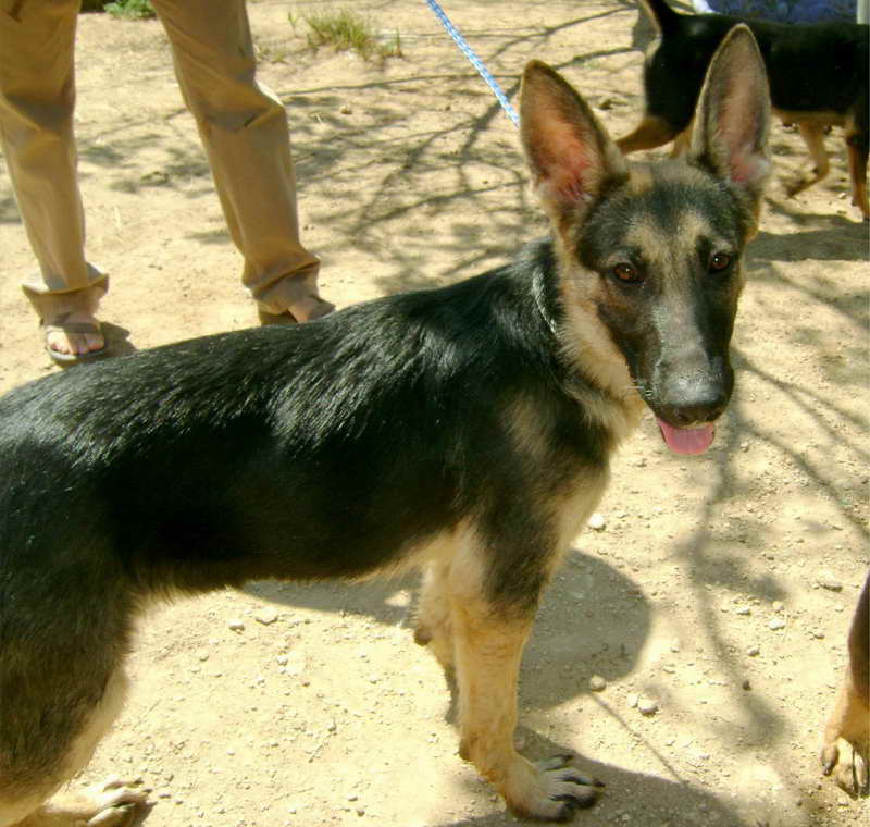 German Shepherd Rescue Central Texas