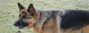 German Shepherd Rescue Centre