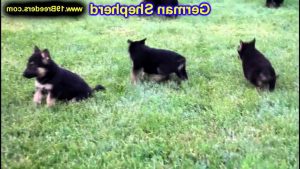 German Shepherd Rescue Columbus Ohio