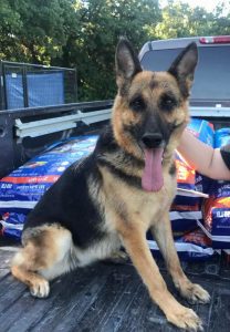 German Shepherd Rescue Dayton Ohio