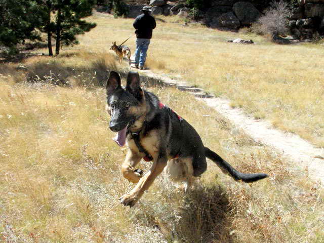 German Shepherd Rescue East Texas