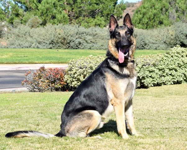 German Shepherd Rescue Inland Empire