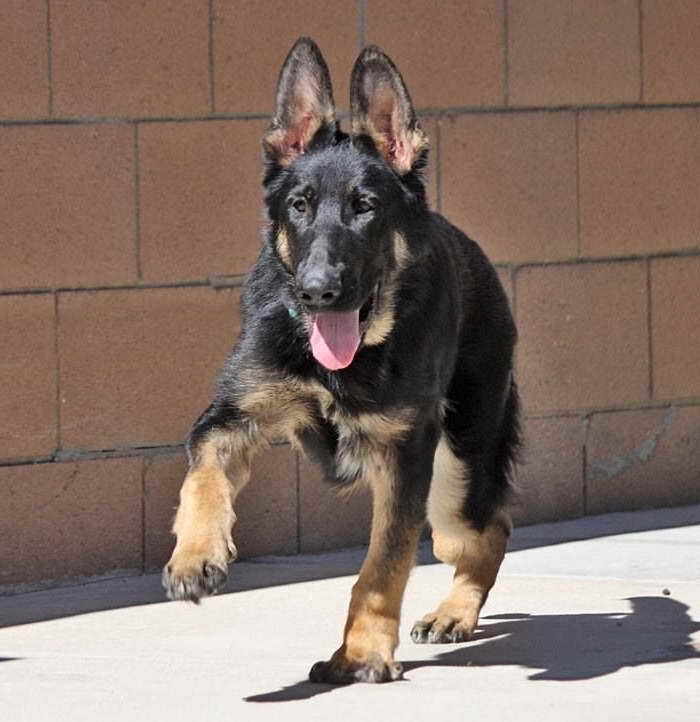 German Shepherd Rescue Los Angeles Ca