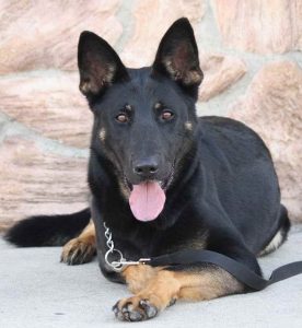 German Shepherd Rescue Milwaukee