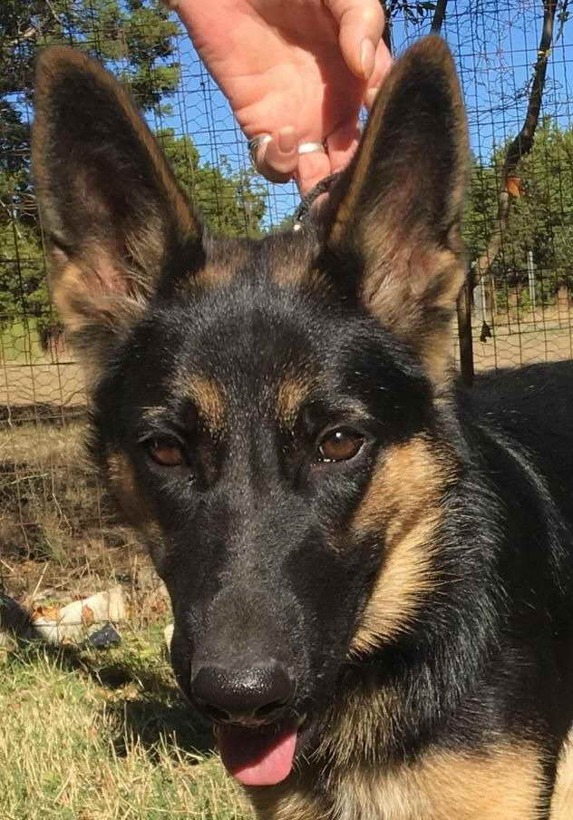 German Shepherd Rescue Of Central Alabama