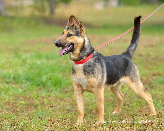 German Shepherd Rescue Of Georgia