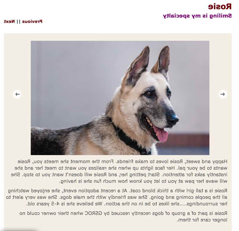 German Shepherd Rescue Of Orange County Newport Beach Ca