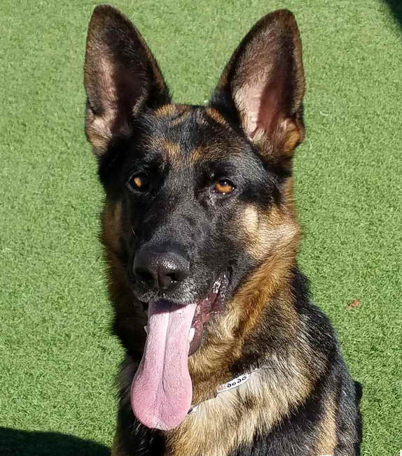 German Shepherd Rescue Phoenix Az