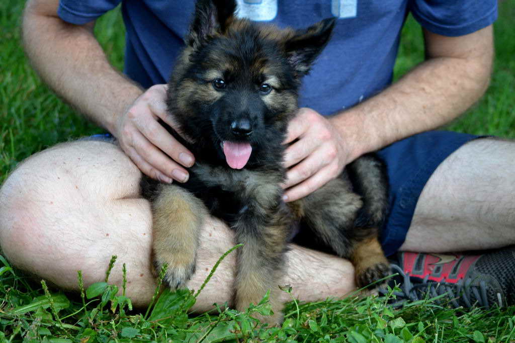 German Shepherd Rescue Pittsburgh