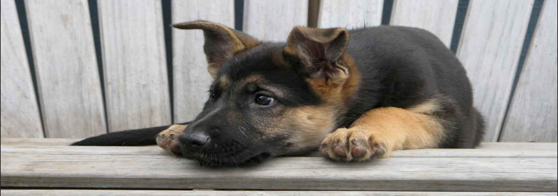 German Shepherd Rescue Portland Oregon