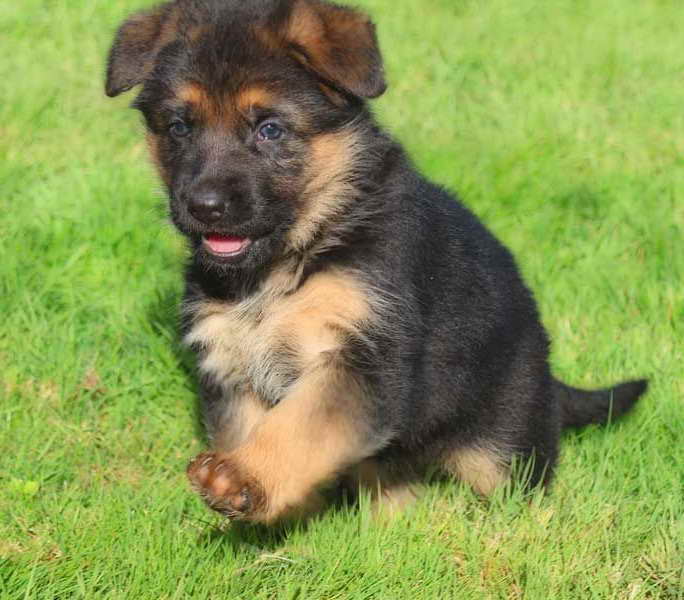 German Shepherd Rescue Puppies For Sale