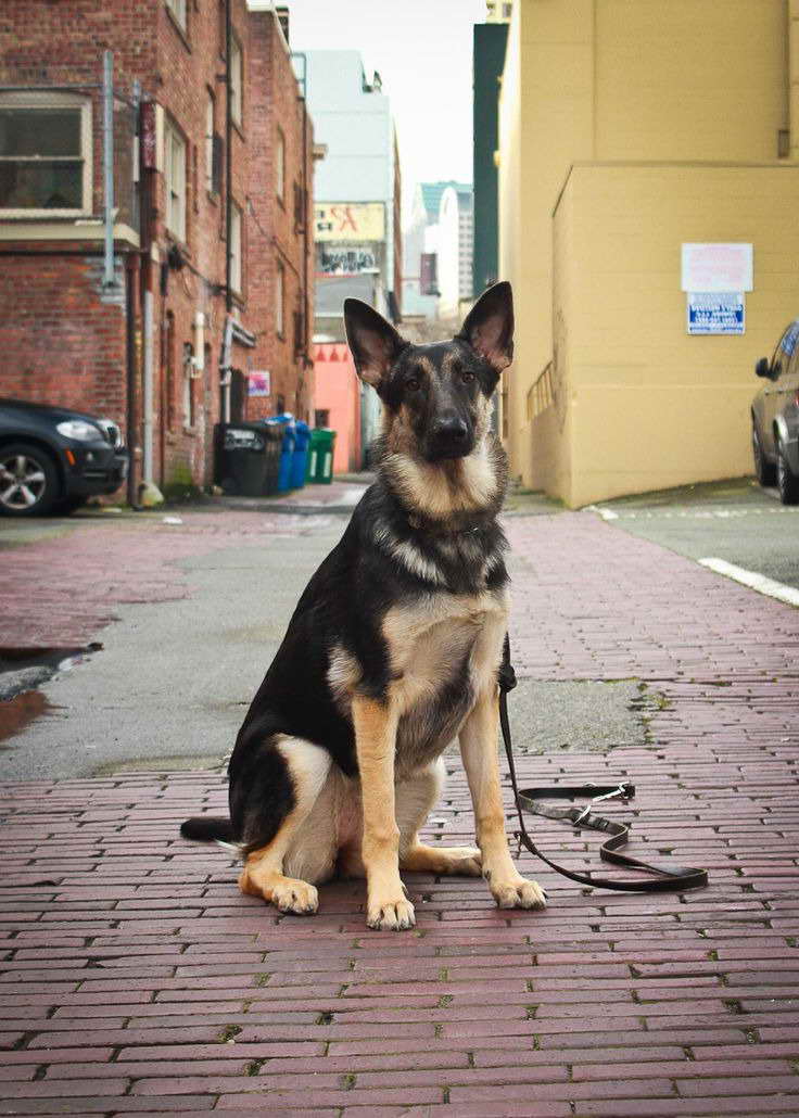 German Shepherd Rescue Raleigh