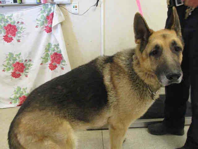 German Shepherd Rescue Riverside