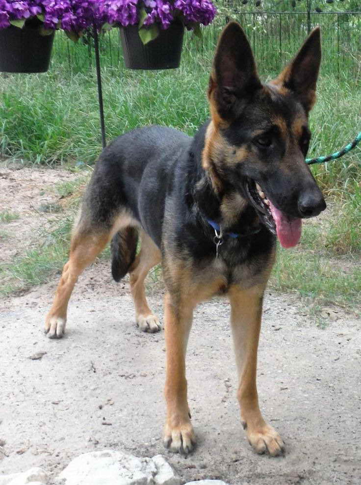 German Shepherd Rescue San Antonio