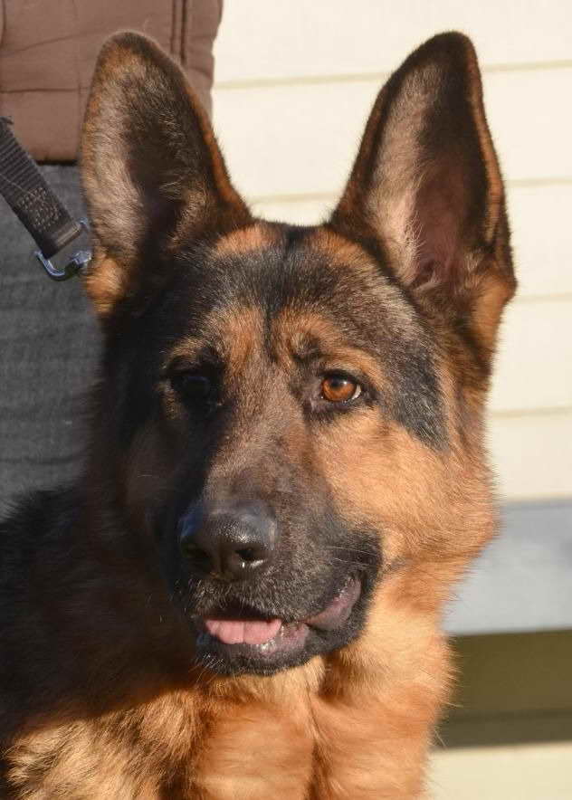 German Shepherd Rescue Seattle