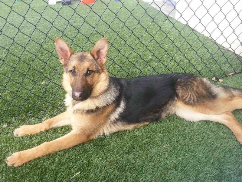 German Shepherd Rescue St Louis