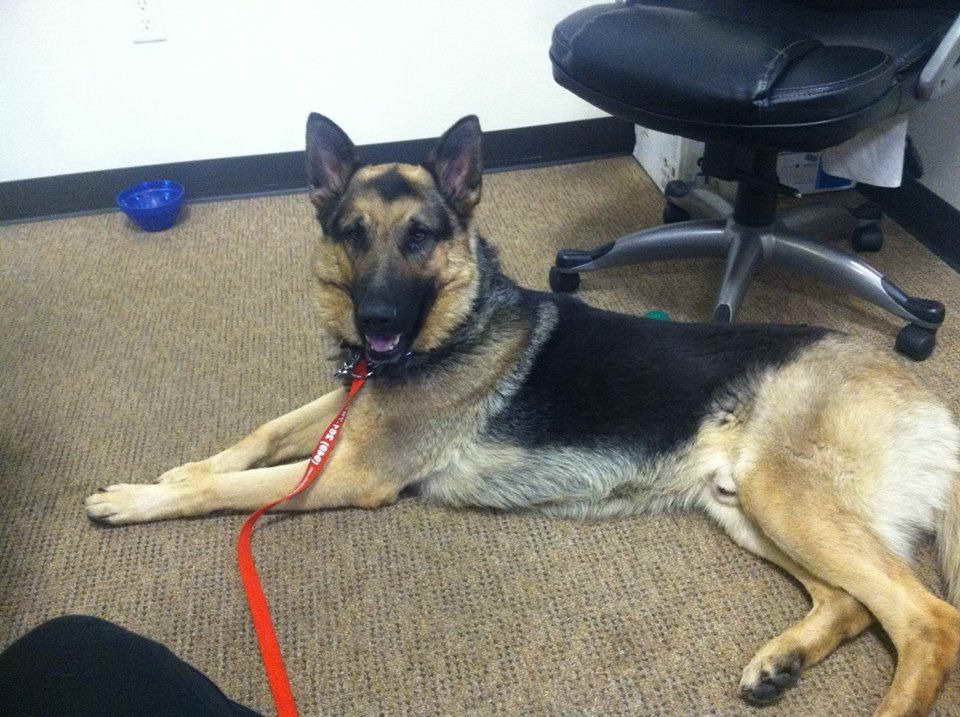 German Shepherd Rescue Syracuse Ny