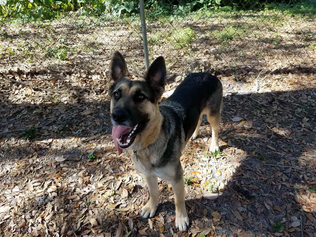 German Shepherd Rescue Tampa | PETSIDI