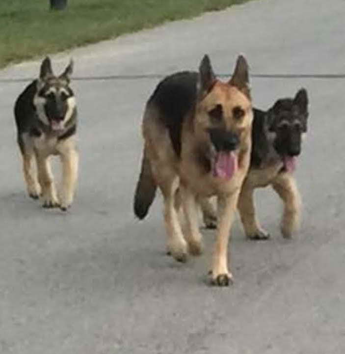 German Shepherd Rescues In Texas