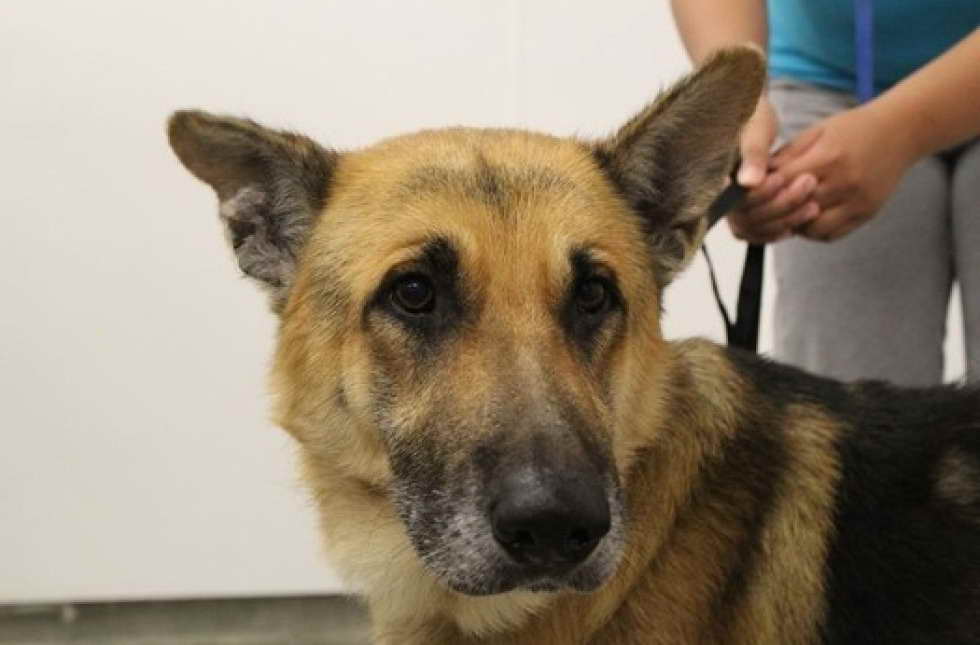 German Shepherd Retired Police Dog Adoption