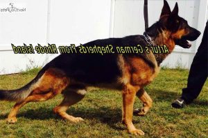 German Shepherd Ri