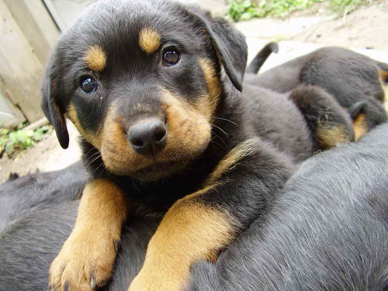 German Shepherd Rottweiler Mix Puppies For Adoption