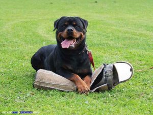 German Shepherd Rottweiler Mix Training