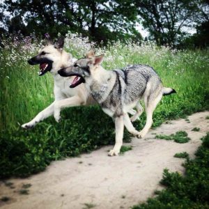 German Shepherd Sacramento