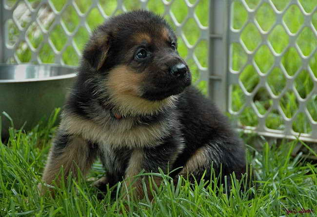 German Shepherd Sale Ohio