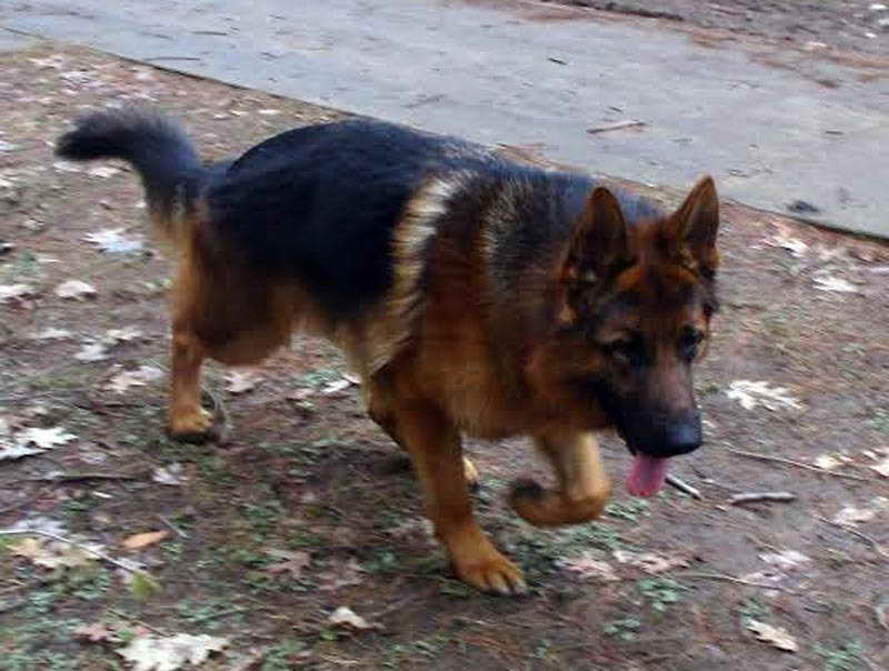 German Shepherd Sale