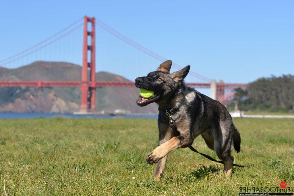 German Shepherd San Francisco