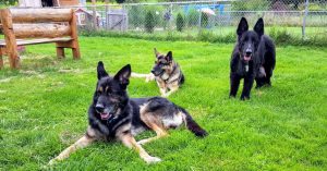 German Shepherd Sanctuary