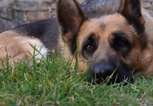 German Shepherd Scared Of Everything