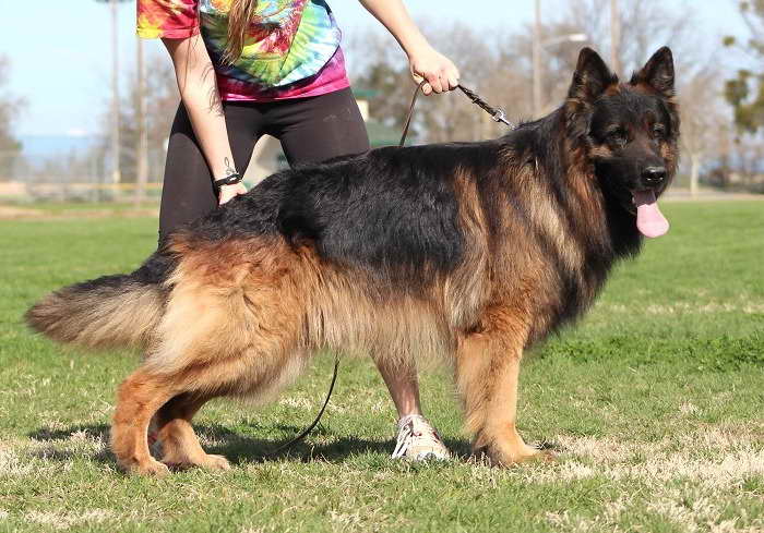 German Shepherd School