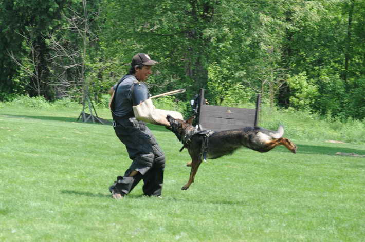 German Shepherd Schutzhund Training