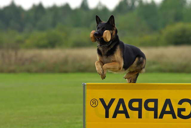 German Shepherd Schutzhund