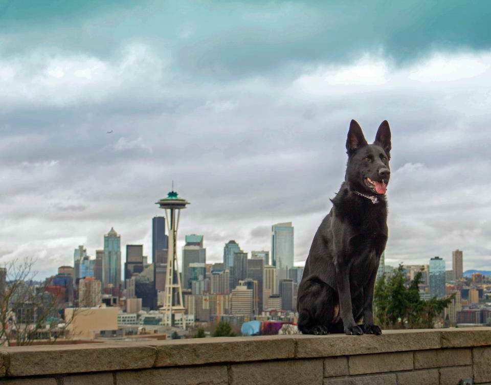 German Shepherd Seattle