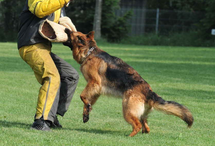 German Shepherd Security Dogs